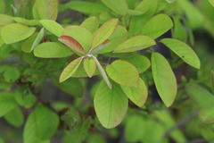 Amelanchier canadensis