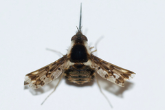 Bombylius pulchellus