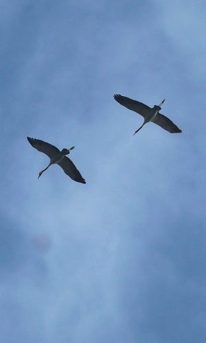 Common Crane