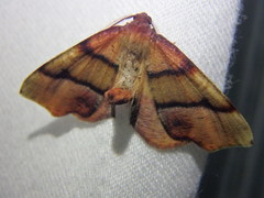 Plagodis phlogosaria