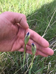 Iris missouriensis