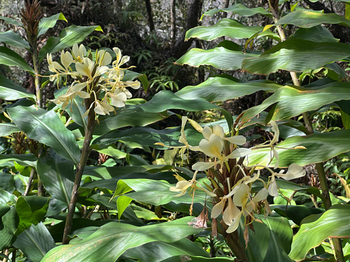 Hedychium flavescens, 2026-10-15
