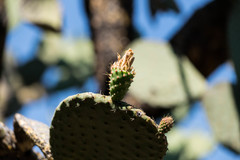 Opuntia chavena