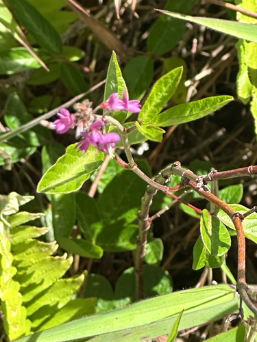 Desmodium, 2026-10-15