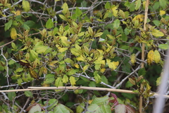Ilex opaca opaca