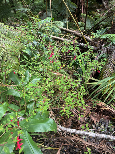 Fuchsia magellanica observed 2026-10-15