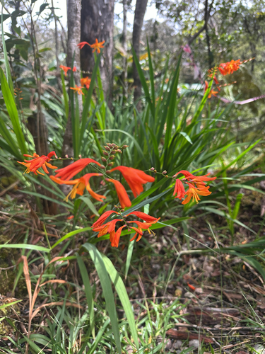 Crocosmia crocosmiiflora observed 2026-10-15