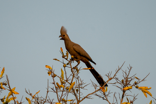 iNaturalist image