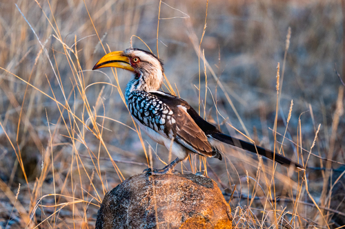 iNaturalist image