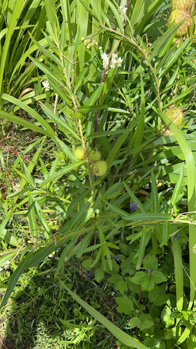 Gomphocarpus physocarpus observed 2026-10-15