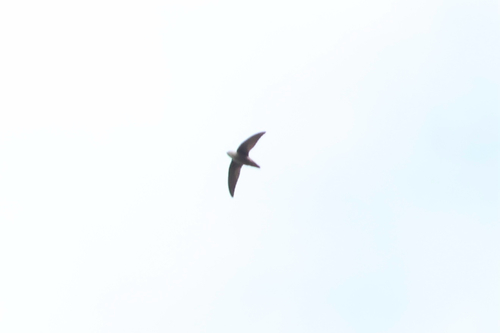 Chimney Swift observed by oliviabirdsalot