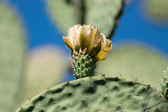Opuntia chavena