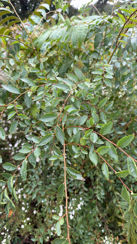 Siberian elm