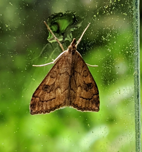False Celery Leaftier photo 3
