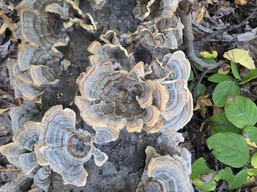 turkey-tail