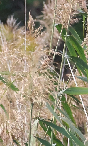 Reed Bunting