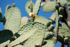 Opuntia chavena