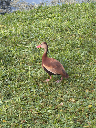 Black-bellied Whistling-Duck