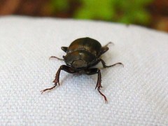 Platyceroides infernus