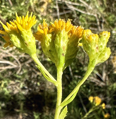 Coastal Goldenbush
