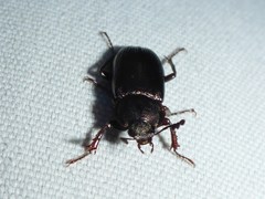 Platyceroides infernus