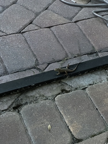 Northern Curly-tailed Lizard