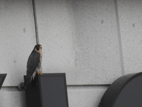 Peregrine Falcon