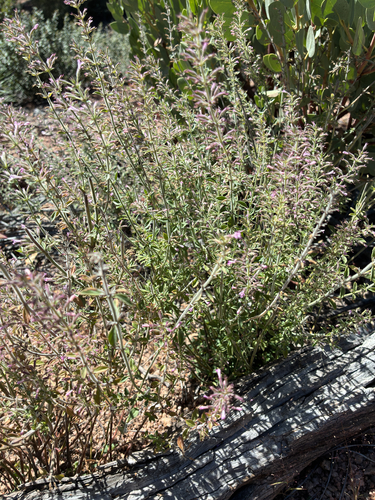 dwarf false pennyroyal