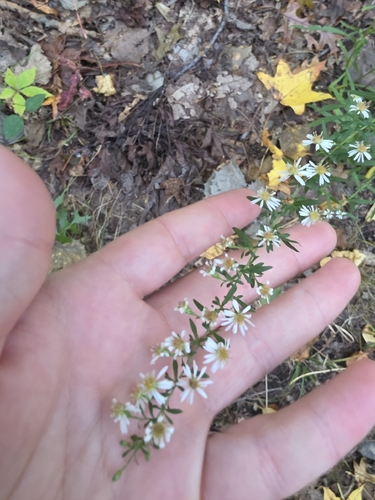 Small White Aster