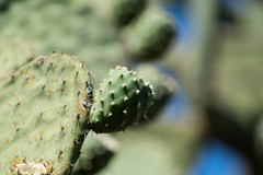 Opuntia chavena