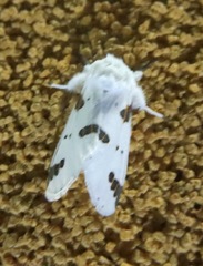 Euerythra trimaculata