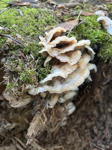 Trembling Crust