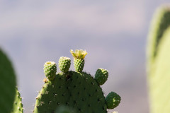 Opuntia chavena