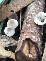 Mycena subgalericulata