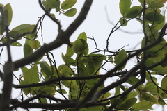 Amelanchier canadensis