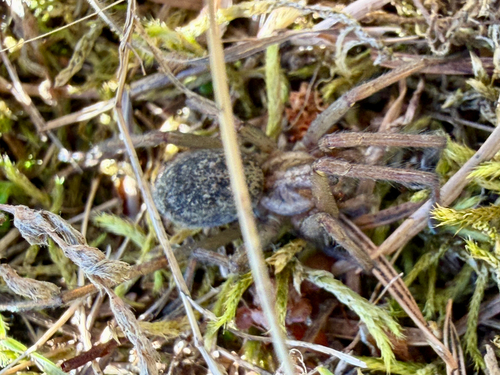 Hobo Spider