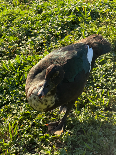 Domestic Muscovy Duck