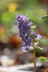 Corydalis solida