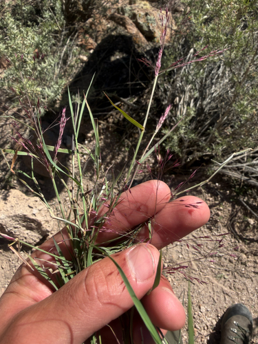 Muhlenbergia porteri observed 2026-10-15