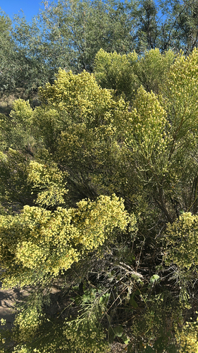Desert Broom