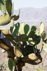 Opuntia chavena