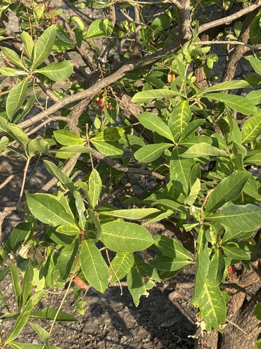 Barringtonia acutangula observed 2026-10-16