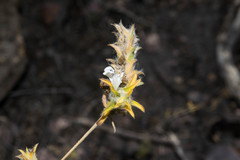 Tetramerium