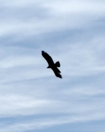 Golden Eagle