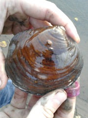 Cyclonaias tuberculata
