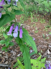 Penstemon canescens
