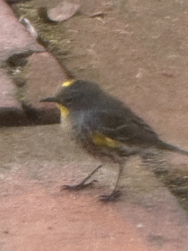 Yellow-rumped Warbler