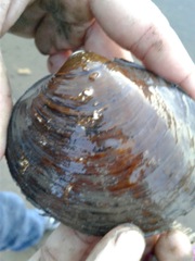 Cyclonaias tuberculata