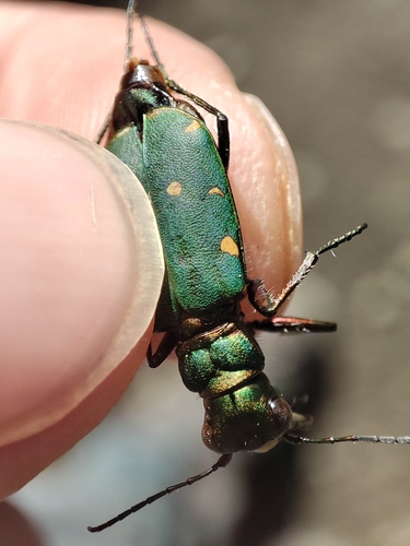 Green Tiger Beetle