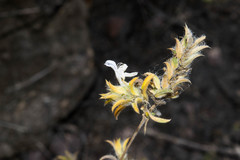 Tetramerium